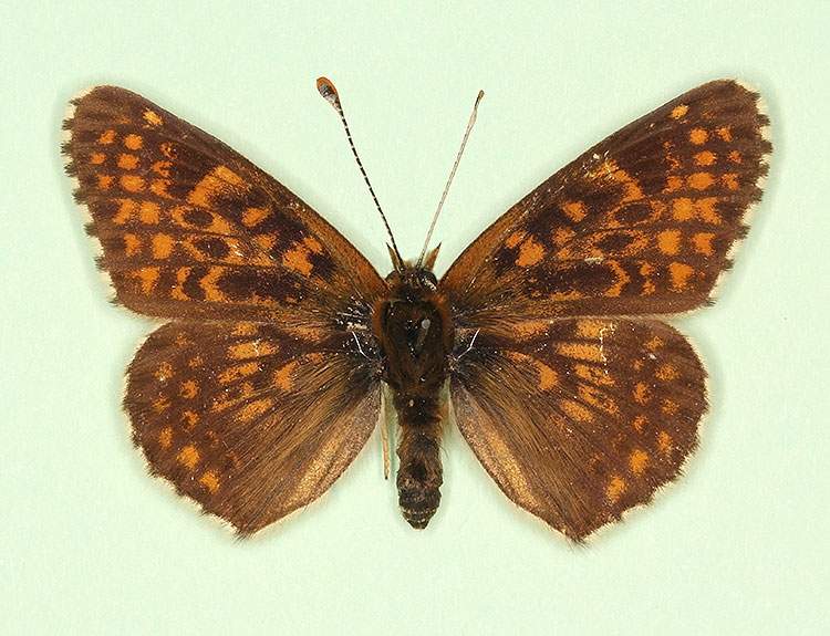 Melitaea cinxia male (aberrant form salzlii) (Internet Image property of respective owner, non-commercial use only)